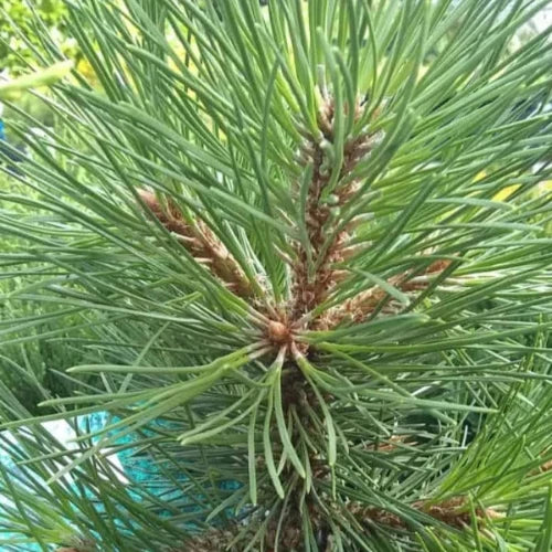 Black-Pine-Ornamental-Tree-4