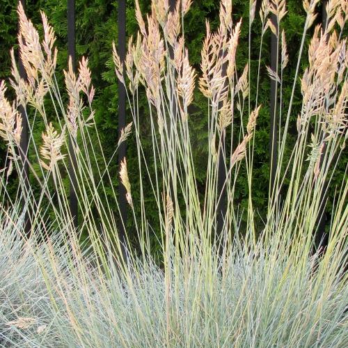 Blue Fescue Ornamental Grass...