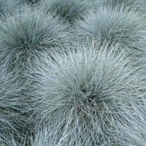 Blue-Fescue-Ornamental-Grasses-2