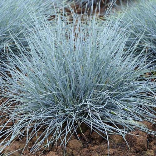 Blue-Fescue-Ornamental-Grasses-3