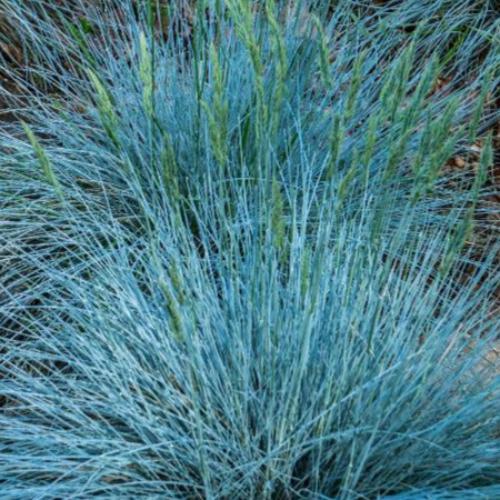 Blue-Fescue-Ornamental-Grasses-4