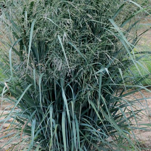 Blue-Fountain-Switchgrass-2