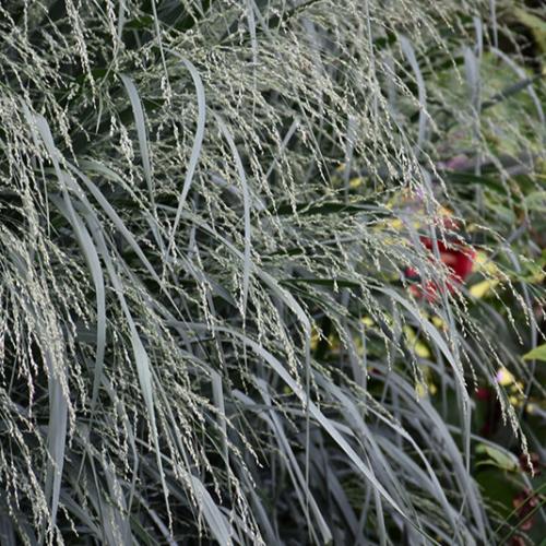 Blue-Fountain-Switchgrass-3