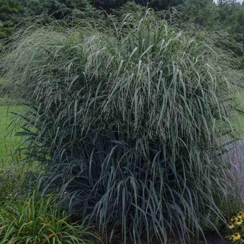 Blue-Fountain-Switchgrass-4