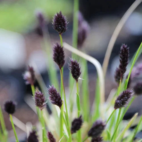 Blue-Green-Grasses-2