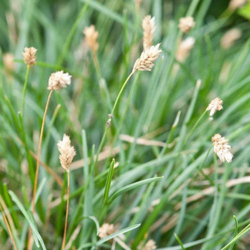 Blue-Green-Grasses-3