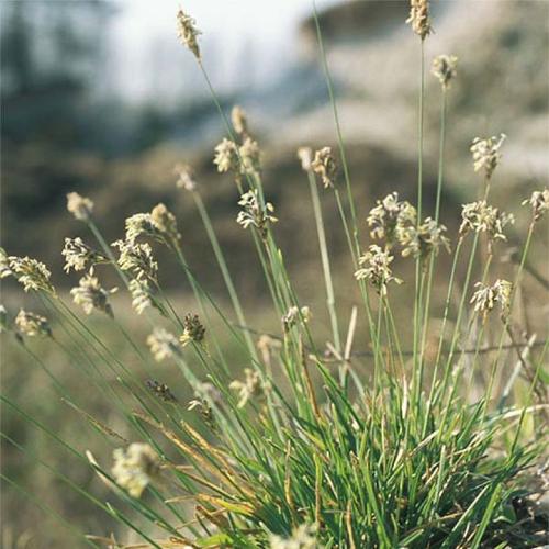 Blue-Green-Grasses-4