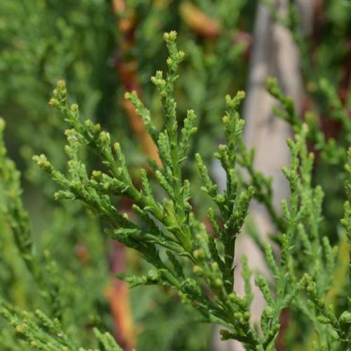 Blue-Jeans-Spiral-Cypress-Plants-3