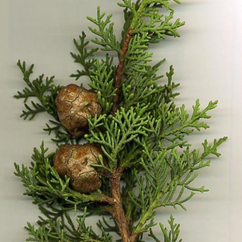 Blue-Jeans-Spiral-Cypress-Plants-4