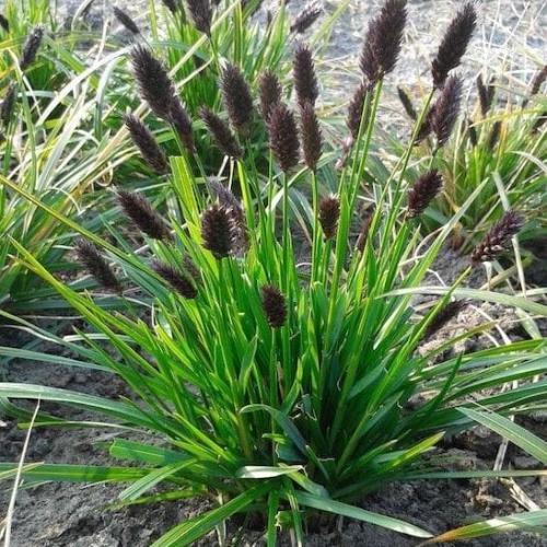 Blue-Moor-Grasses-2