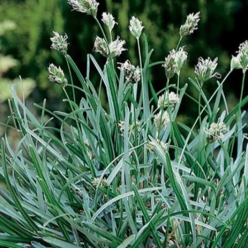 Blue Moor Ornamental Grass...