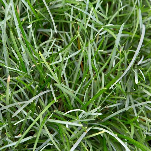 Blue-Moor-Grasses-4