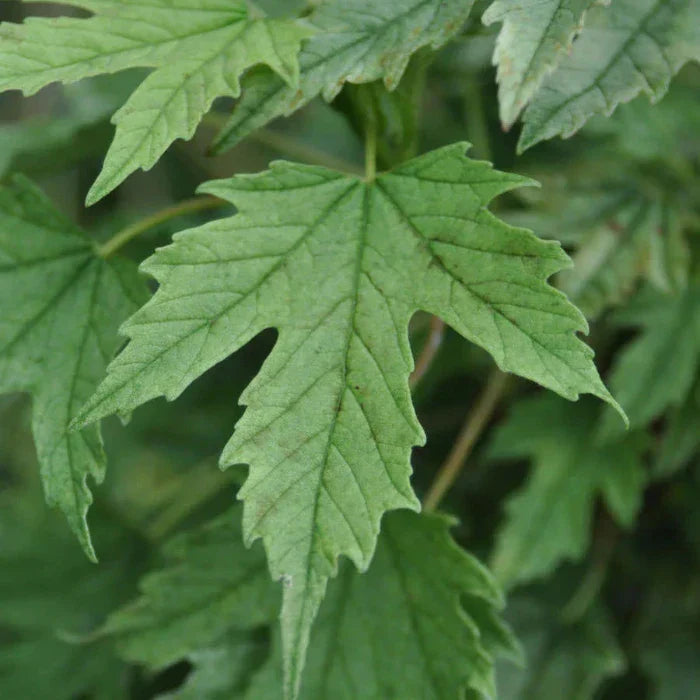 //www.everythinglandscaping.co.uk/cdn/shop/files/Brilliant-Sycamore-Tree-1_20b603ce-b1ee-46a7-9b97-ed2674f7111d.webp?v=1770803387