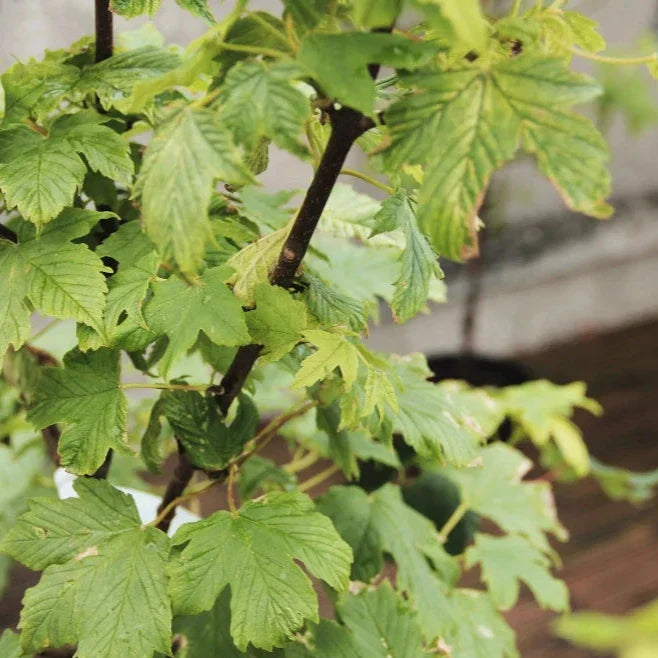 Brilliant-Sycamore-Tree-2