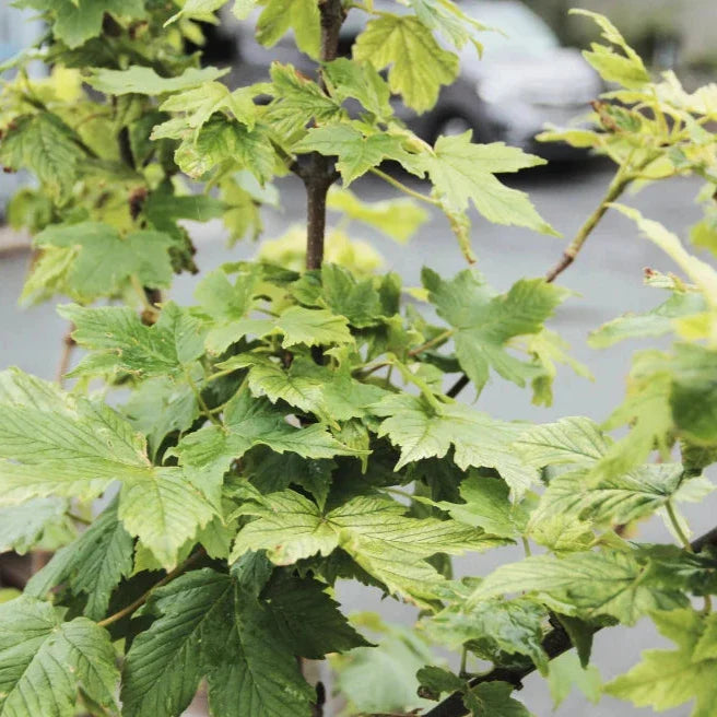 Brilliant-Sycamore-Tree-3