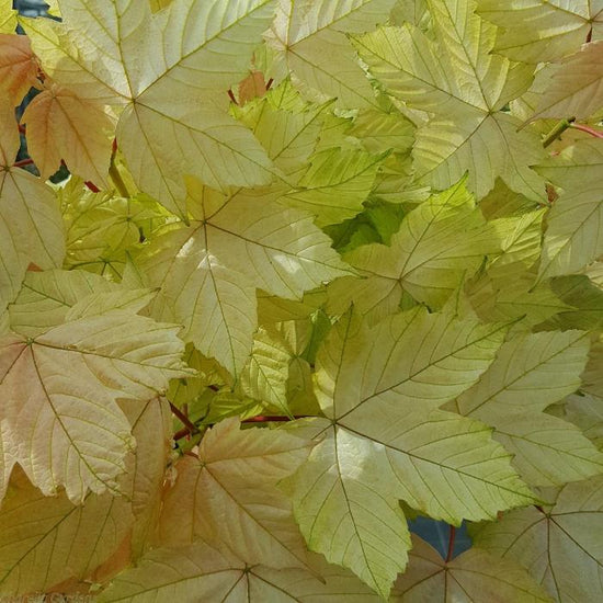 Brilliant-Sycamore-Tree-4