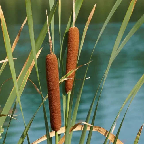 Broad-Leaved-Cattail-Grasses-2