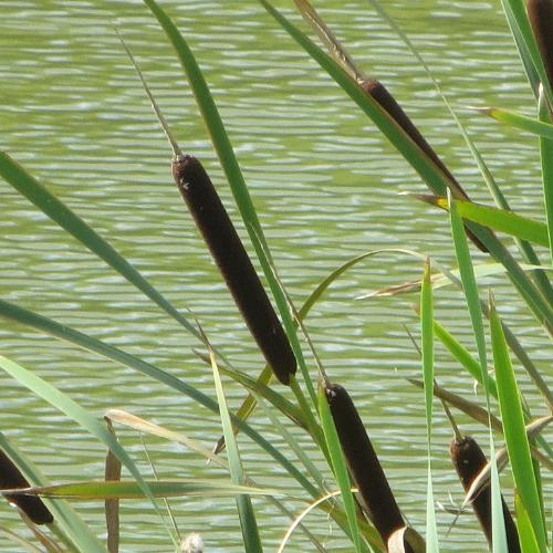 Broad-Leaved-Cattail-Grasses-3