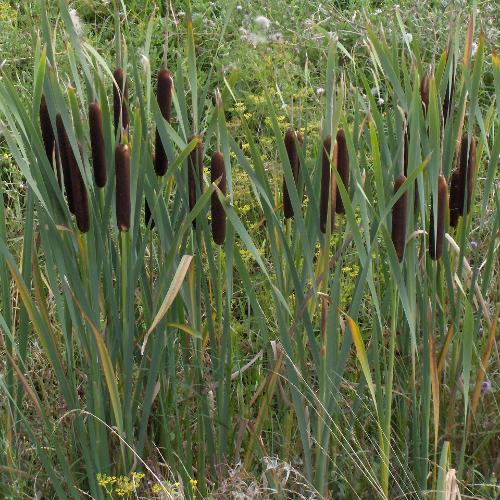 Broad-Leaved-Cattail-Grasses-4