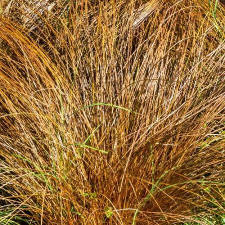 Bronze-New_Zealand-Sedge-Grasses-2