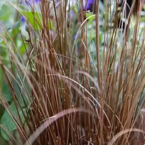Bronze-New_Zealand-Sedge-Grasses-3