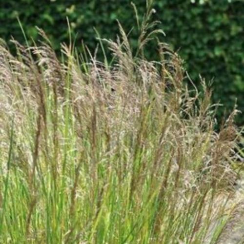 Bronze-Veil-Tufted-Hair-Grasses-2