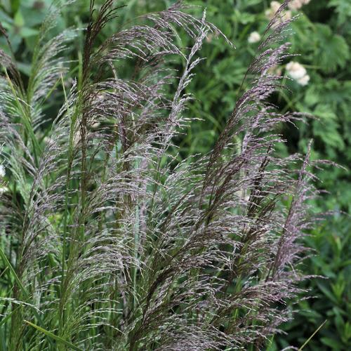 Bronze-Veil-Tufted-Hair-Grasses-3