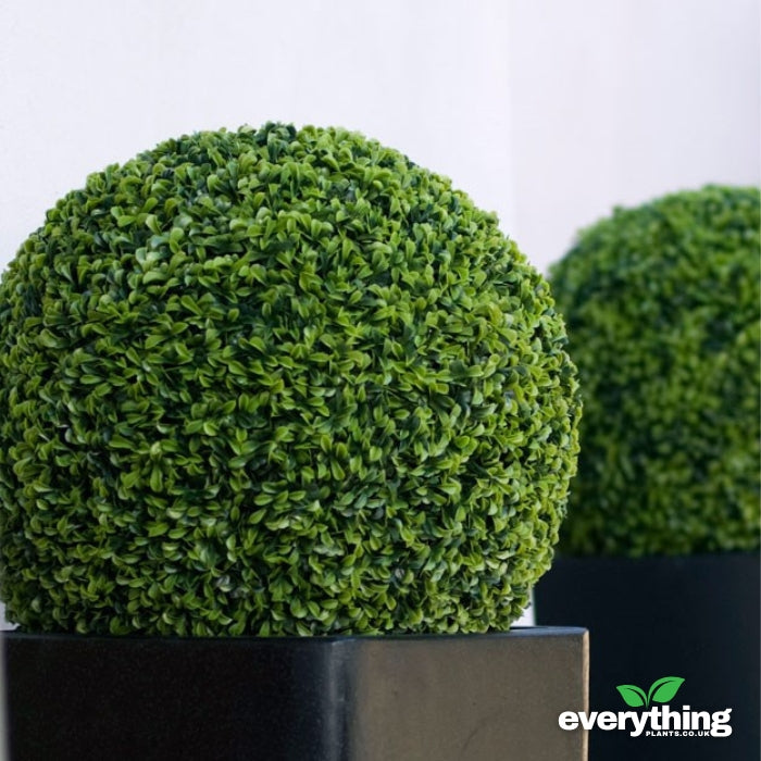 //www.everythinglandscaping.co.uk/cdn/shop/files/Buxus_Ball_Topiary_2a_2ce16170-e649-4f9a-b566-bb56de8bc171.jpg?v=1770803550