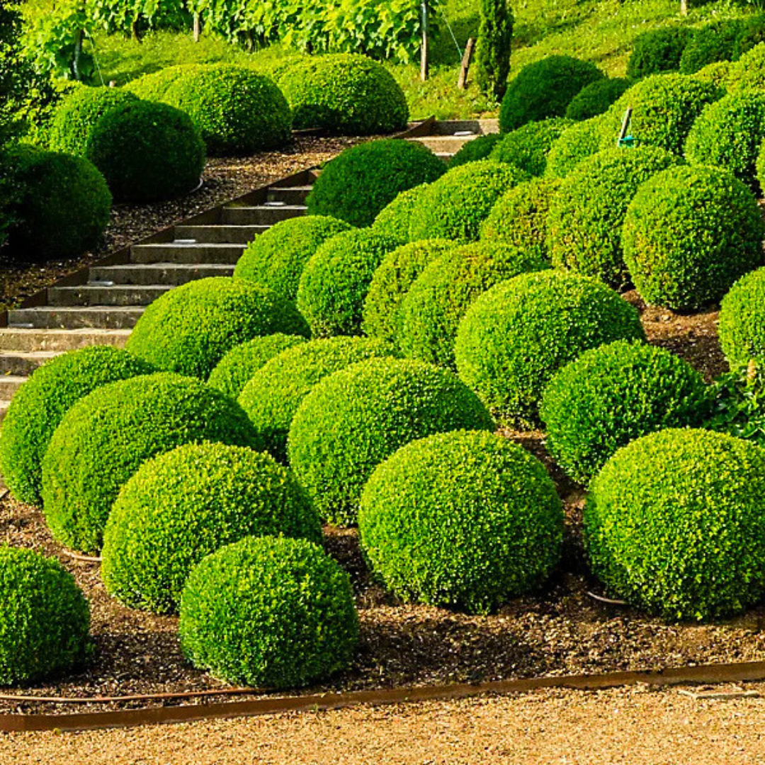 Buxus_Balls_Topiary_3