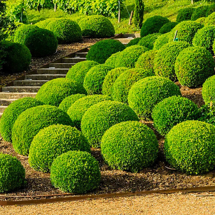 Buxus_Balls_Topiary_3