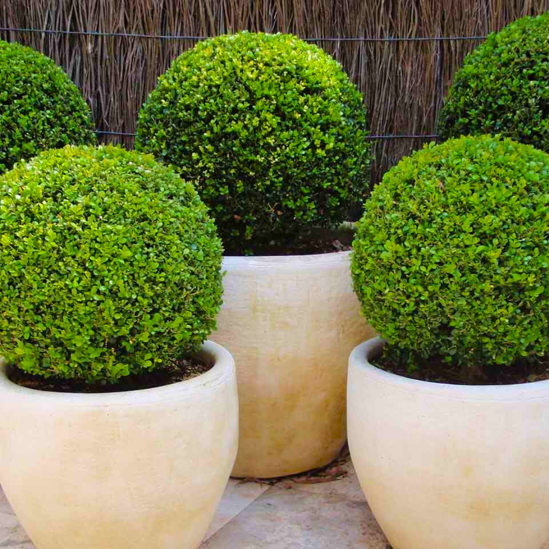 Buxus_Balls_Topiary_4