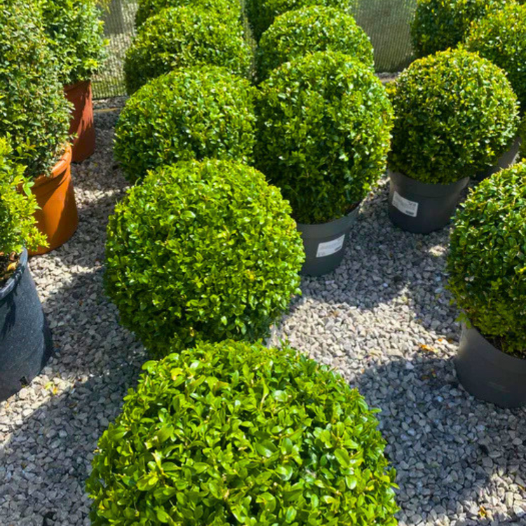 Buxus_Balls_Topiary_5