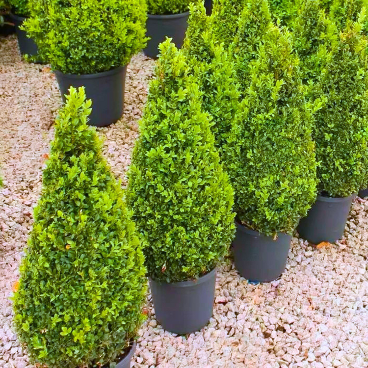 Buxus_cone_2