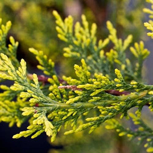 Castlewellan-Gold-Spiral-Plants-2
