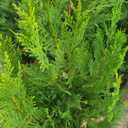 Castlewellan-Gold-Spiral-Plants-3
