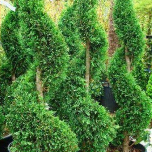 Castlewellan-Gold-Spiral-Plants-4