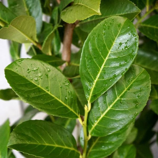 Cherry-Laurel-Ornamental-Tree-2
