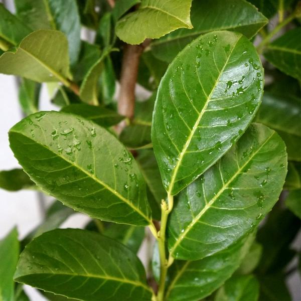 Cherry-Laurel-Ornamental-Tree-2