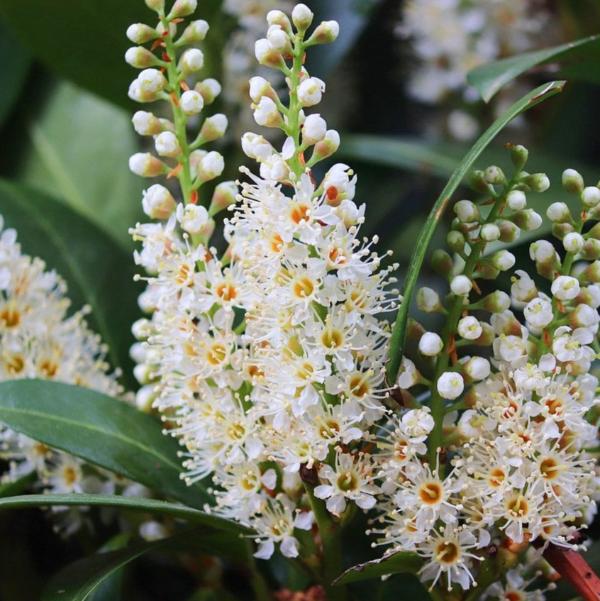 Cherry-Laurel-Ornamental-Tree-3