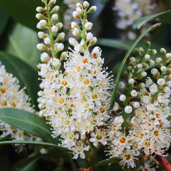 Cherry-Laurel-Ornamental-Tree-3