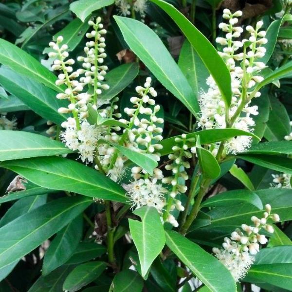 Cherry-Laurel-Ornamental-Tree-4