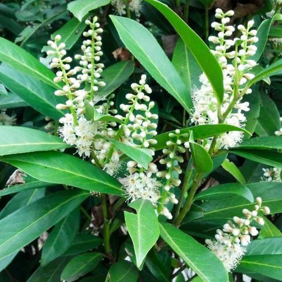 Cherry-Laurel-Ornamental-Tree-4