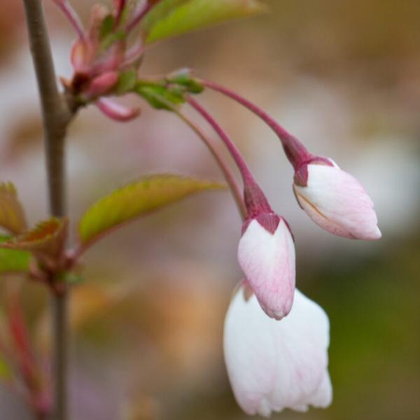 Cherry-The_Bride-Tree-1