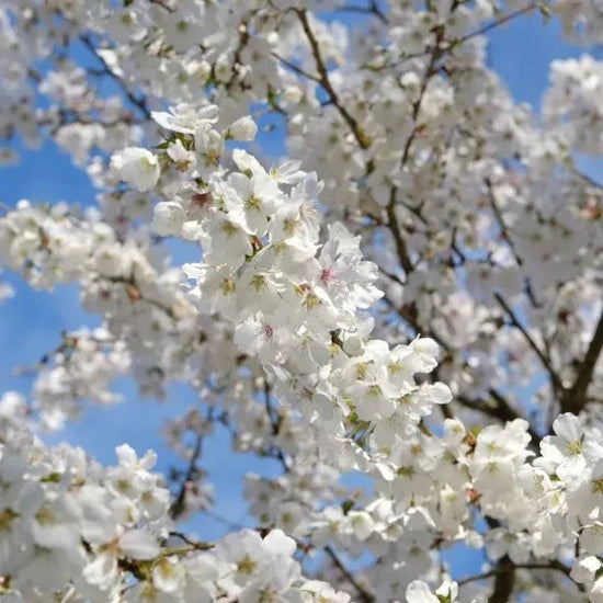 Cherry-The_Bride-Tree-2