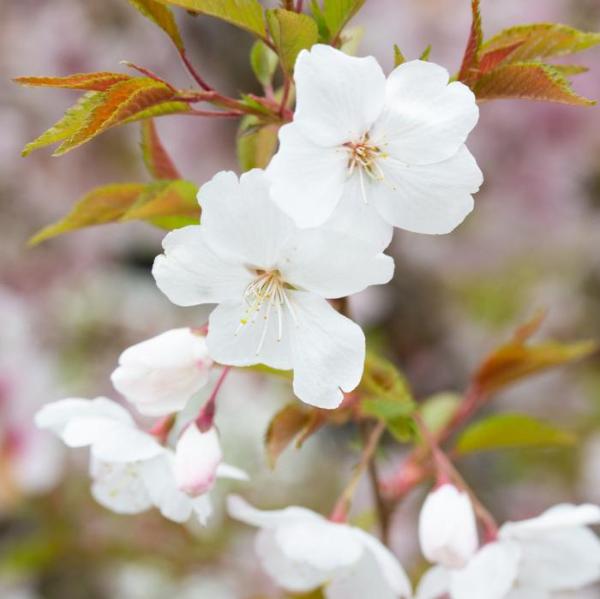Cherry-The_Bride-Tree-3