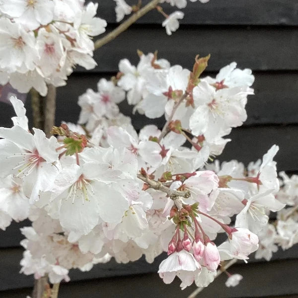 Cherry-The_Bride-Tree-4