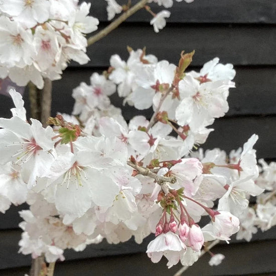 Cherry-The_Bride-Tree-4