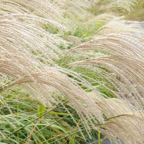 Chinese-Silver-Grasses-2