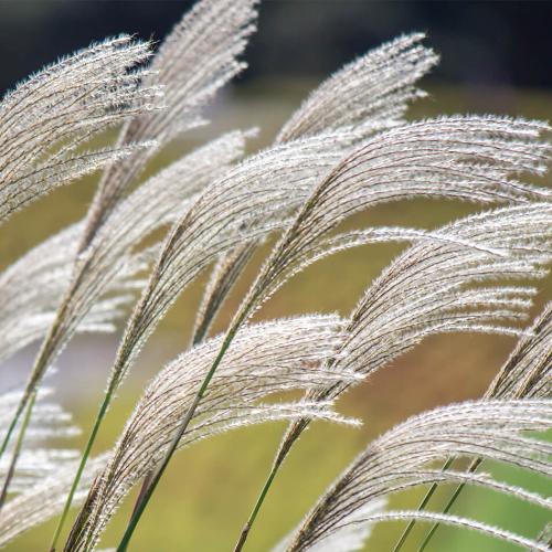 Chinese-Silver-Grasses-4