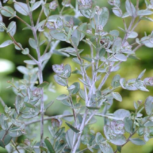 Cider-Gum-Ornamental-Tree-4